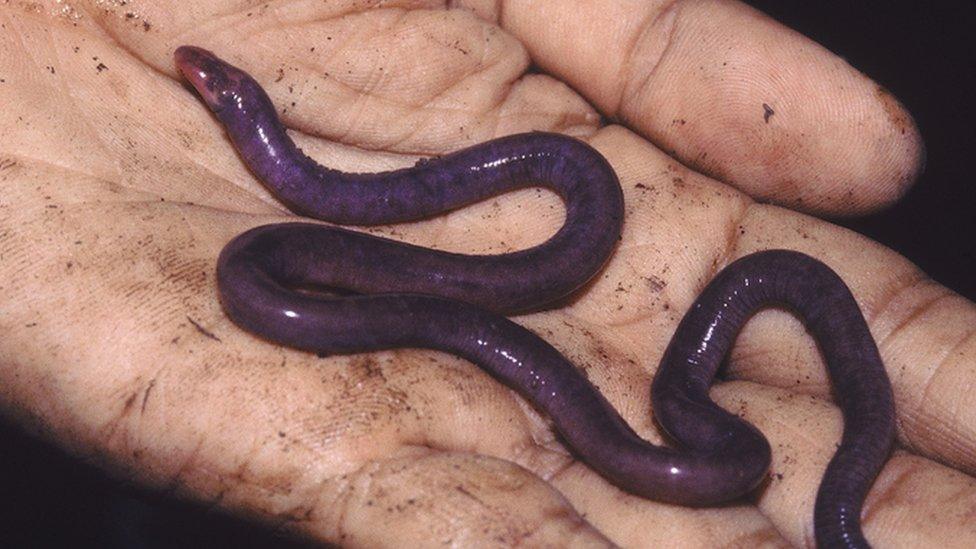 Caecilian