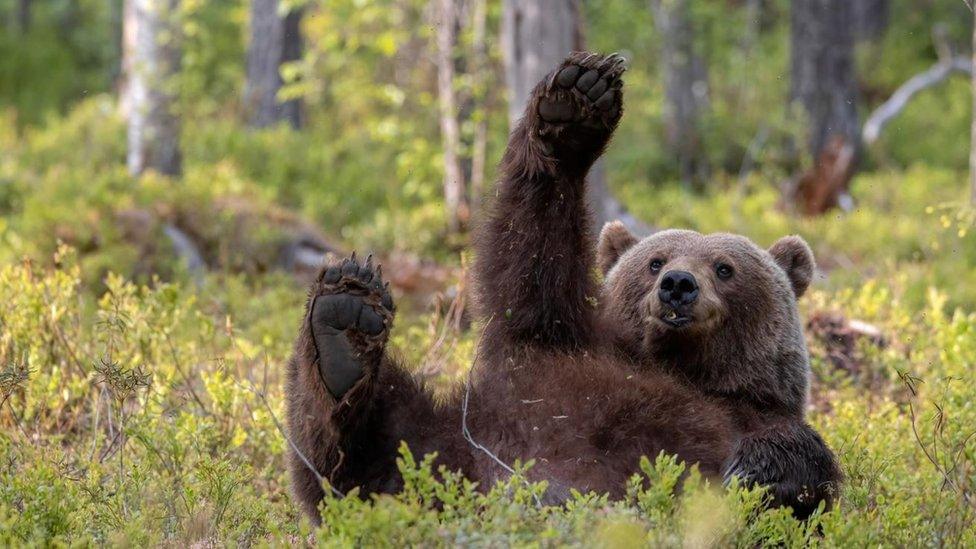 A bear lying in grass waving at a camera