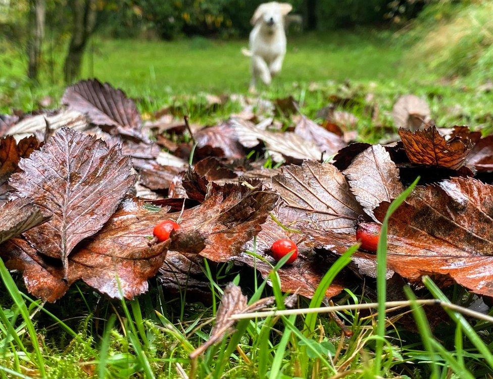 Dog running towards leaves