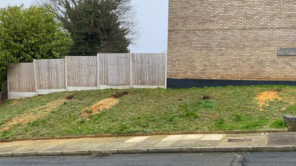 Fox dens in the side of a verge in Ipswich