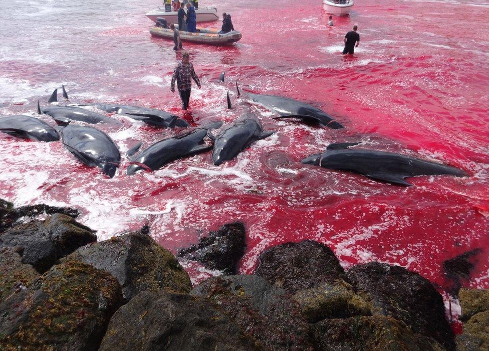 Inhabitants of the Faroe Islands go whaling in the bay in Sandavágur