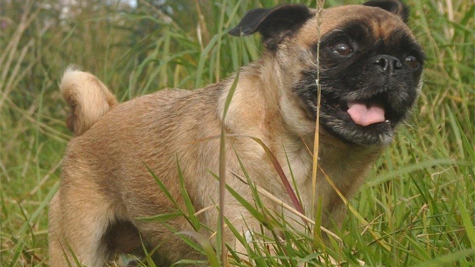 Pug