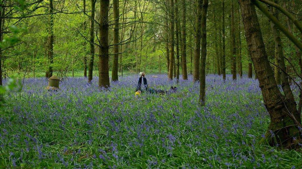 Michal in a bluebell wood in Chippenham, Wiltshire