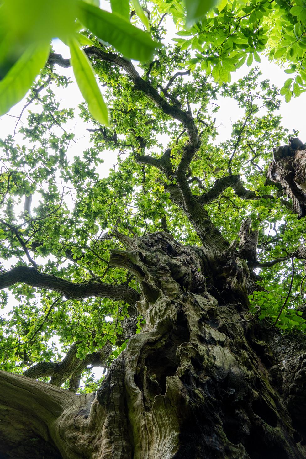 Ancient oak in Essex