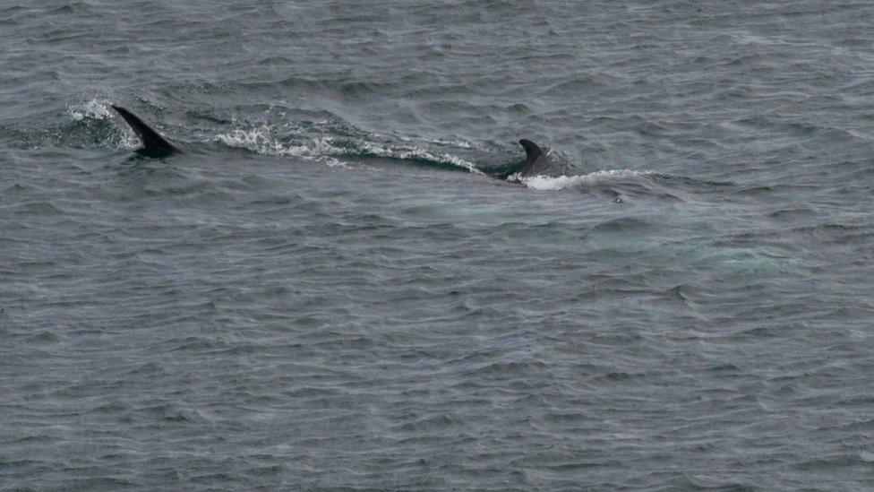 Minke Whale mother and calf