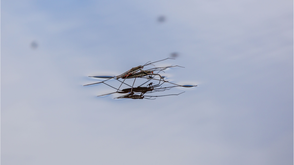 water strider