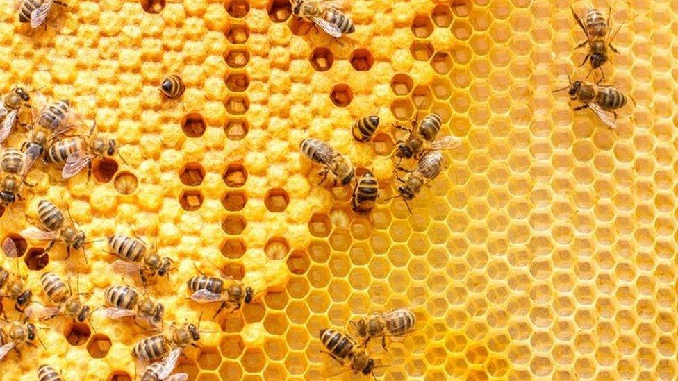 Close-Up Of honeybees in the combs