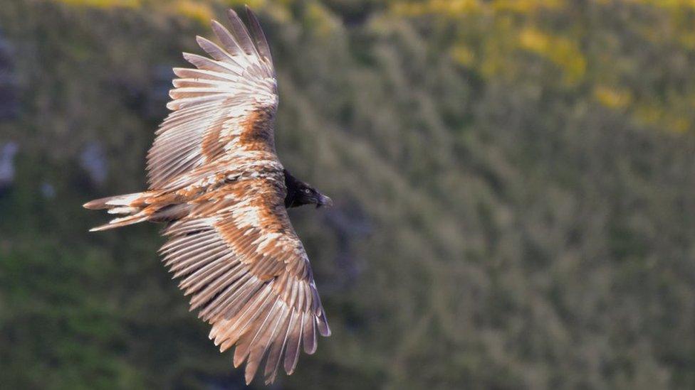 Bearded Vulture