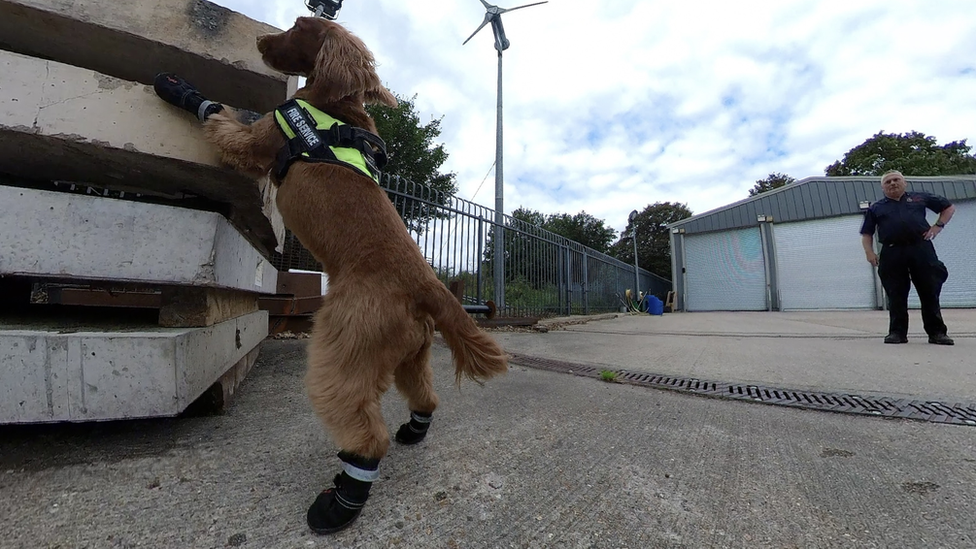 Fizz on her back legs sniffing at a building.