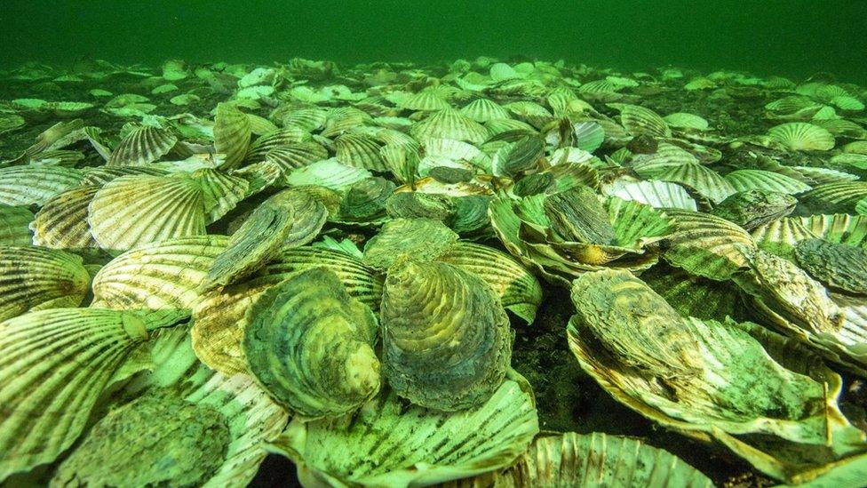 oysters on sea bed