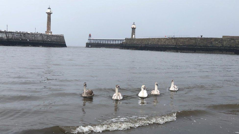 Whitby swans