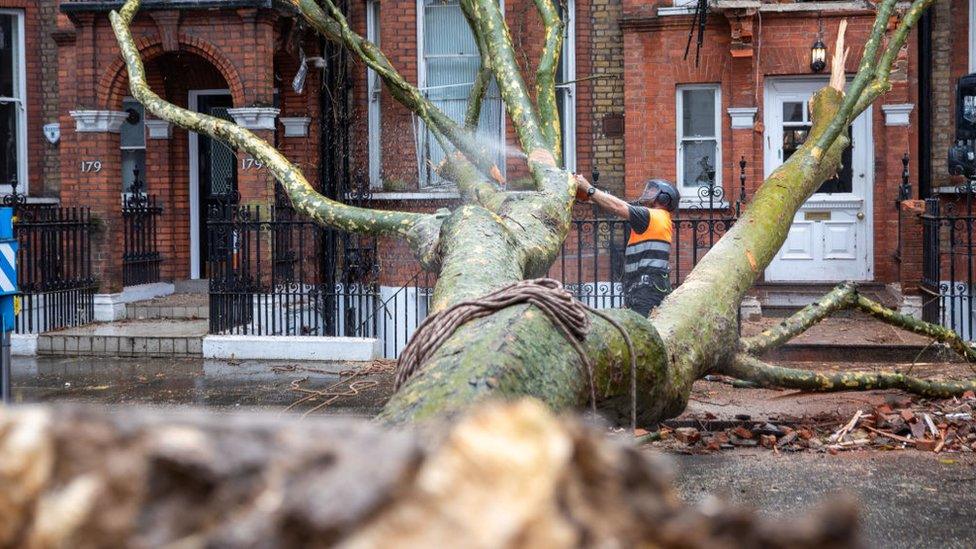 Tree surgeons remove a tree which has fallen across the street and into a building during Storm Darragh.