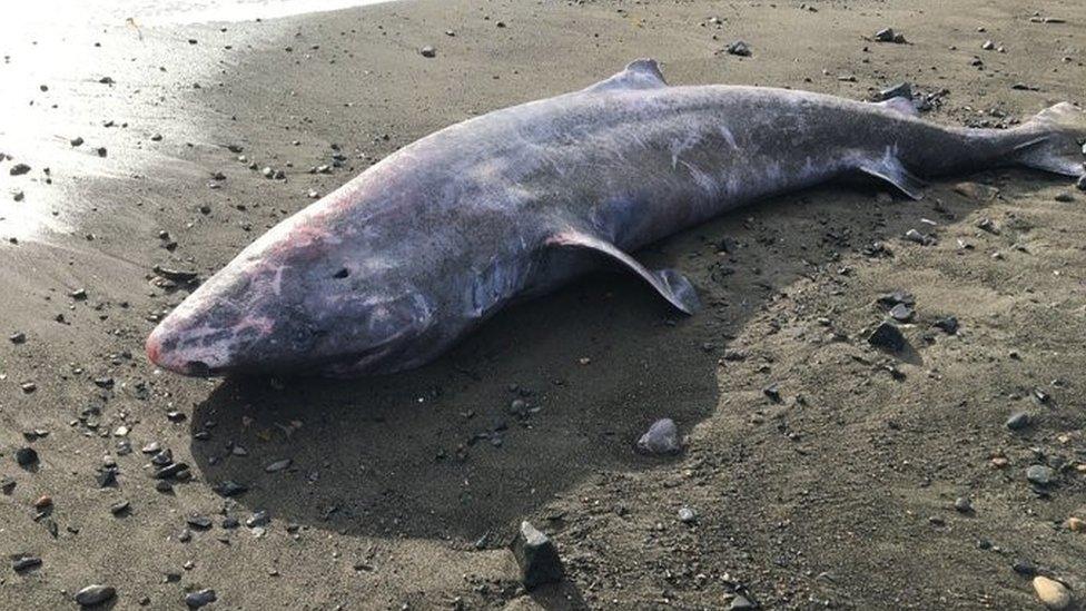 Greenland shark