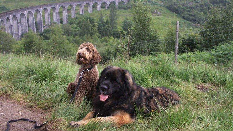 Hagrid and Hermione, a Labradoodle