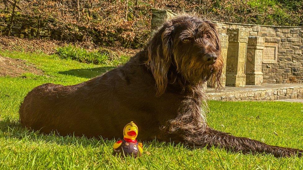 Eric the labradoodle