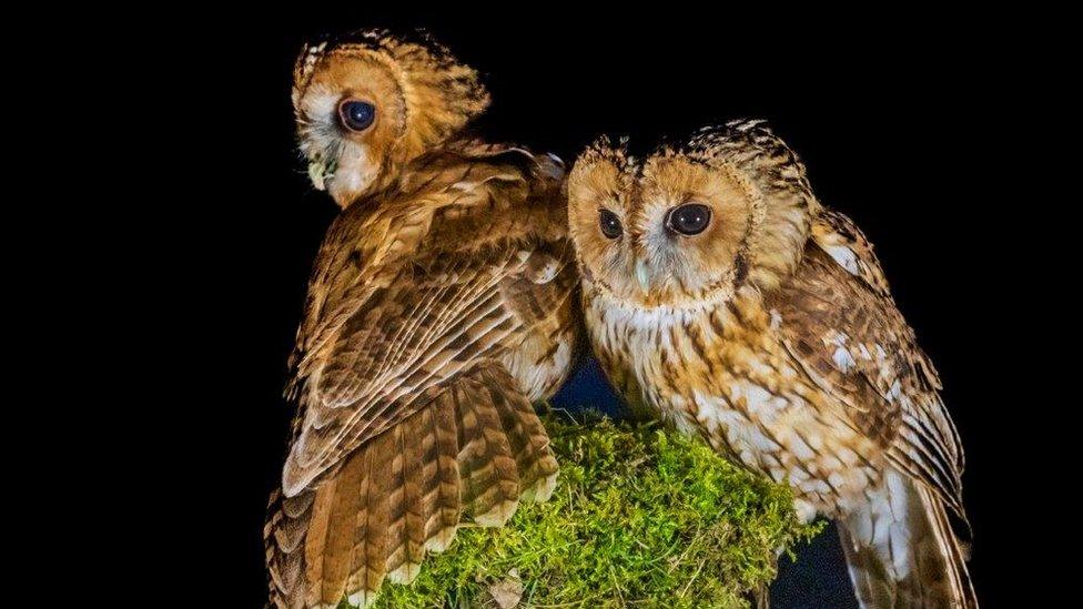 Two brown and white owls sitting on a hedge