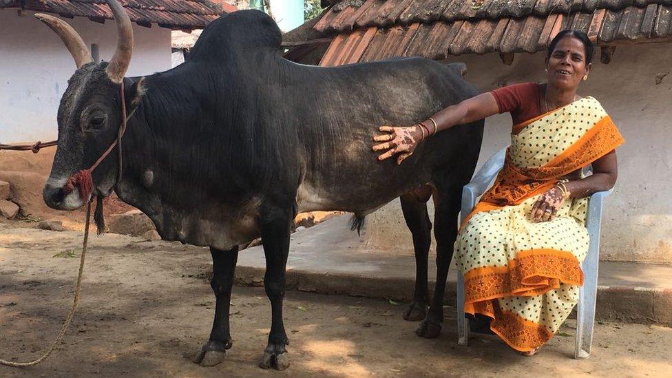 Selvarani with her bull Ramu