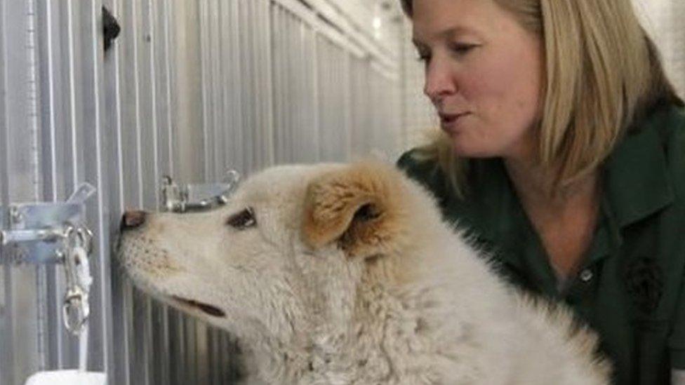 Humane Society International's Director of Companion Animals and Engagement Kelly O"Meara holds a dog named Walter, who was rescued from a South Korean dog meat farm (26 March 2017)