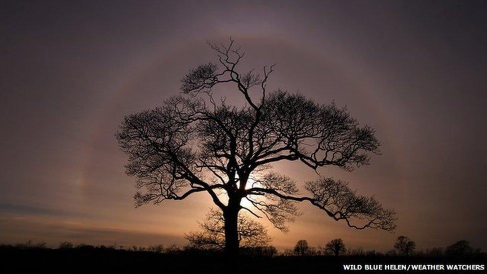 Sun halo around a tree