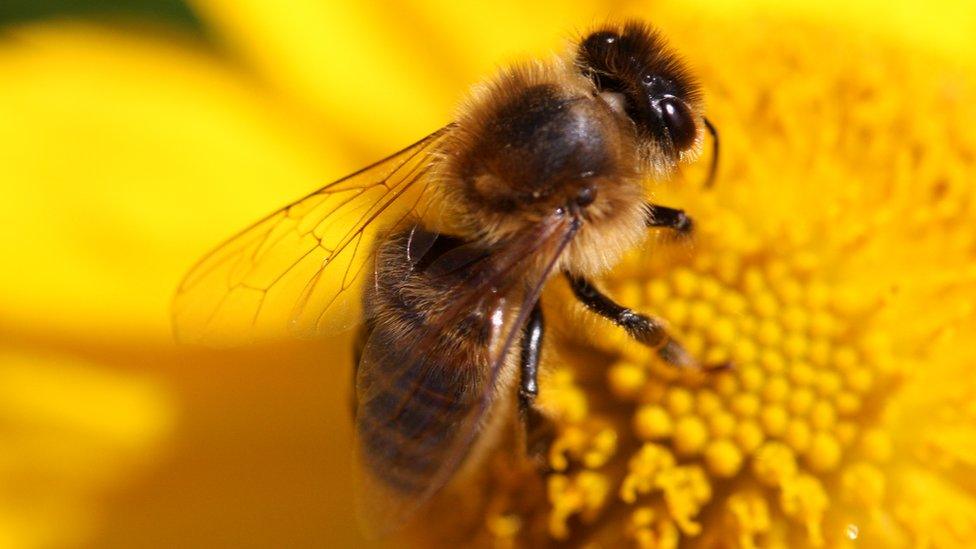 Honey bee on yellow flower