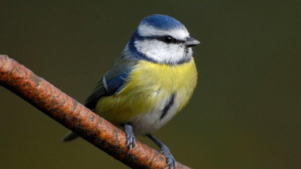 Blue tit