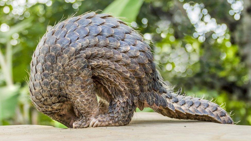 pangolin.