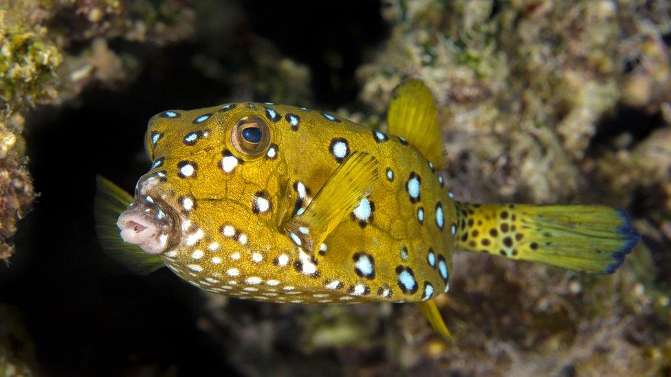 yellow-boxfish.