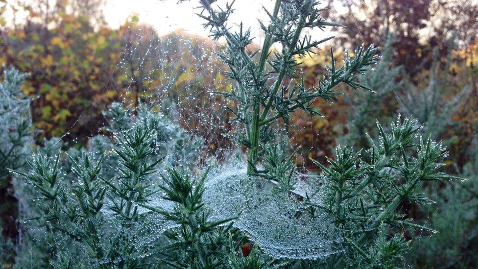 Cobwebs