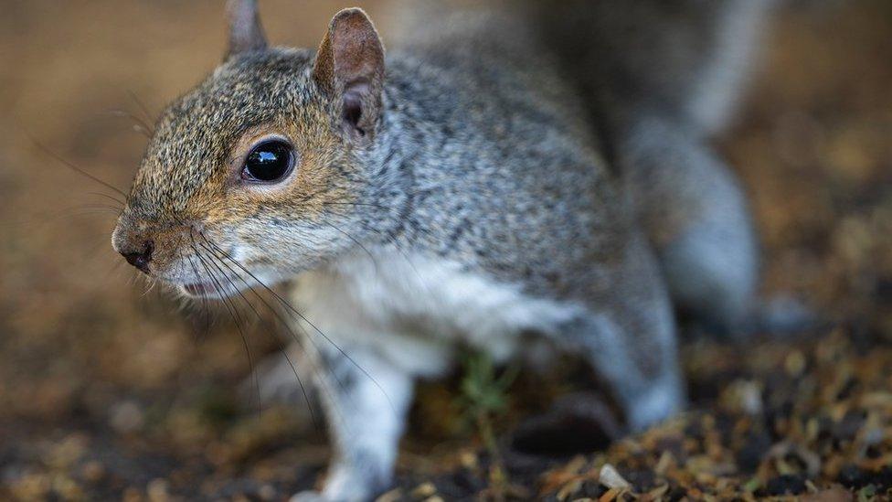 Grey squirrel up close