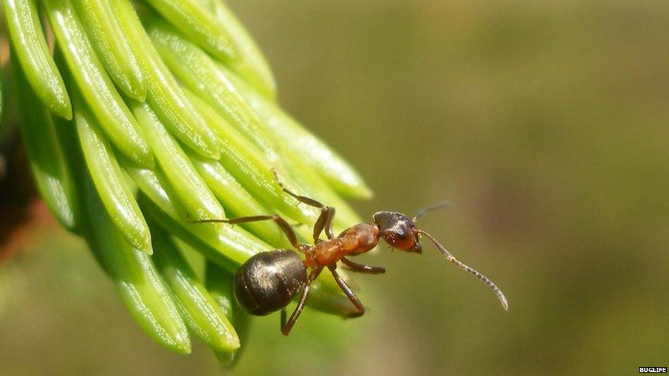 narrow-headed ant