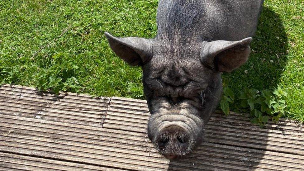 black pig on the grass in the sun