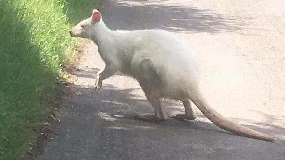 Albino wallaby