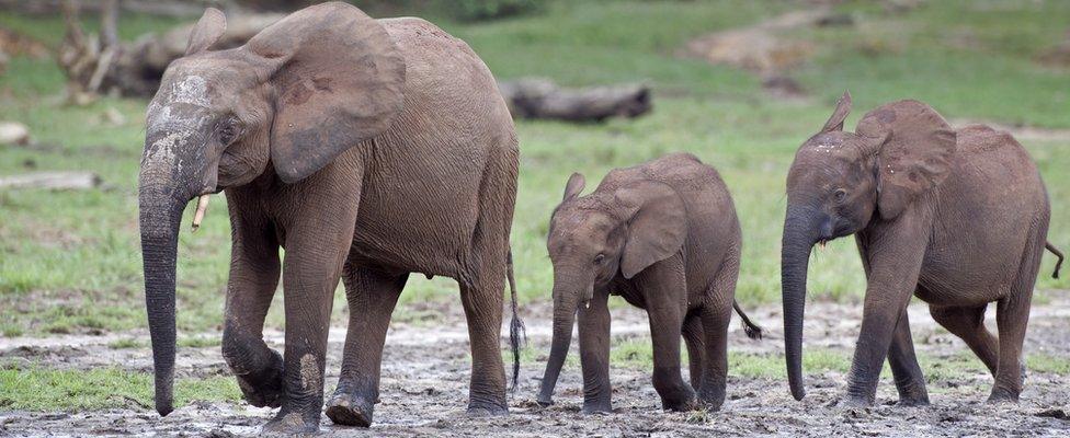 Elephants walking in a line