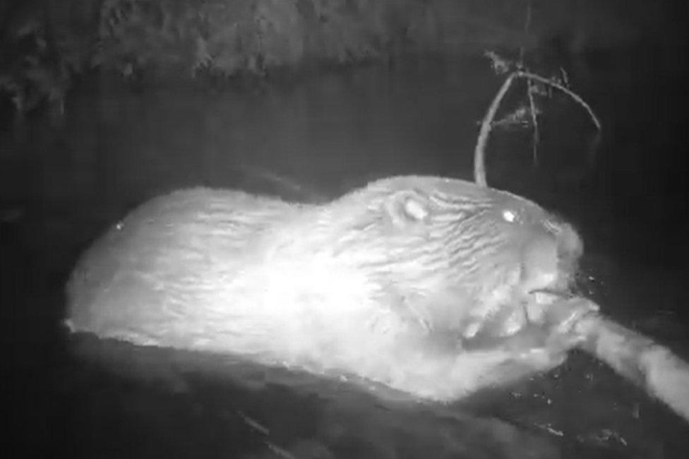 Night footage of a beaver in a stream