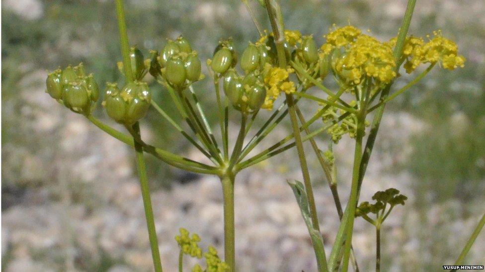 A new species of parsnip from Turkey