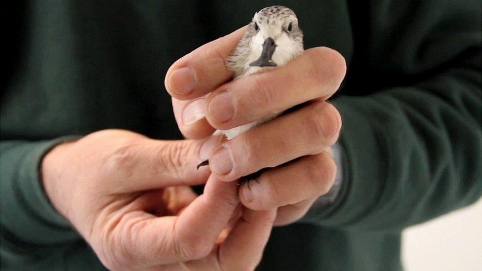 WWT conservationist with a spoon-billed sandpiper