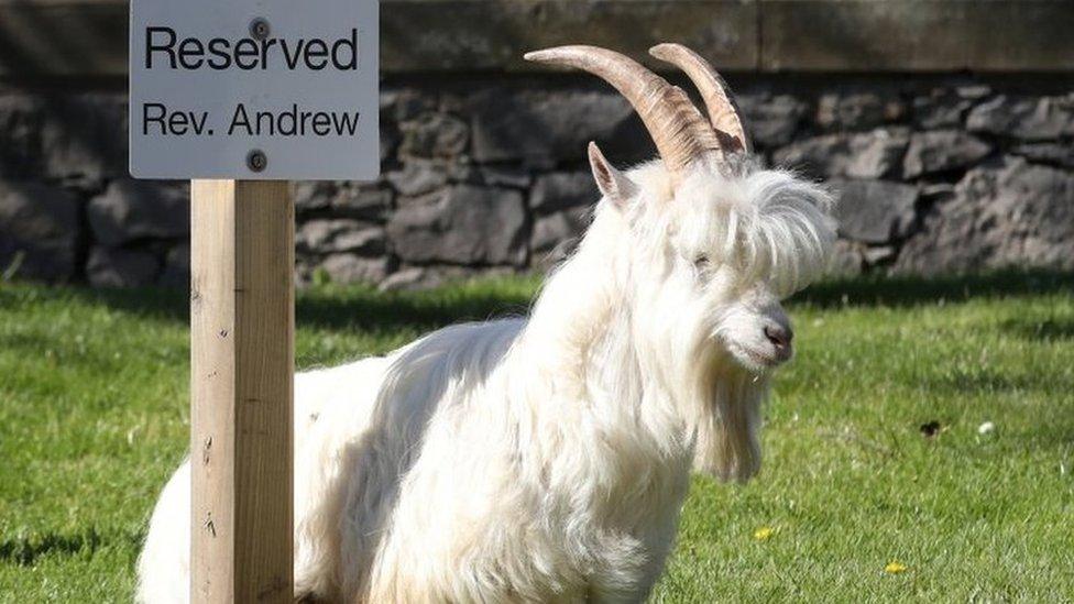 One of the Great Orme goat herd which came down to roam into the centre of an near-empty Llandudno