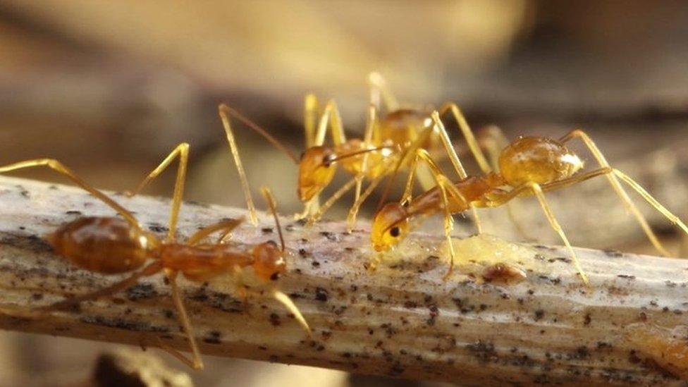 yellow ants