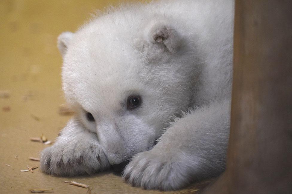 Polar bear cub