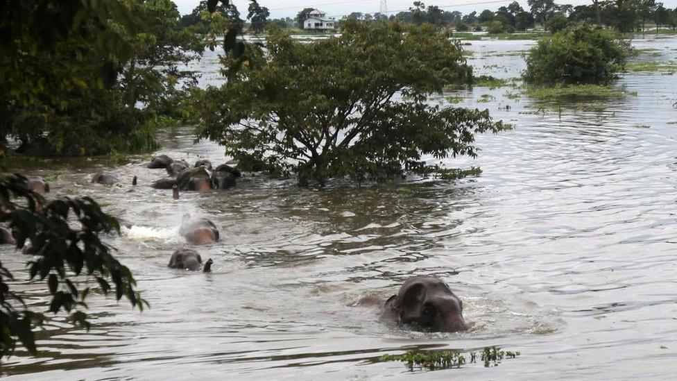 Elephants crossing