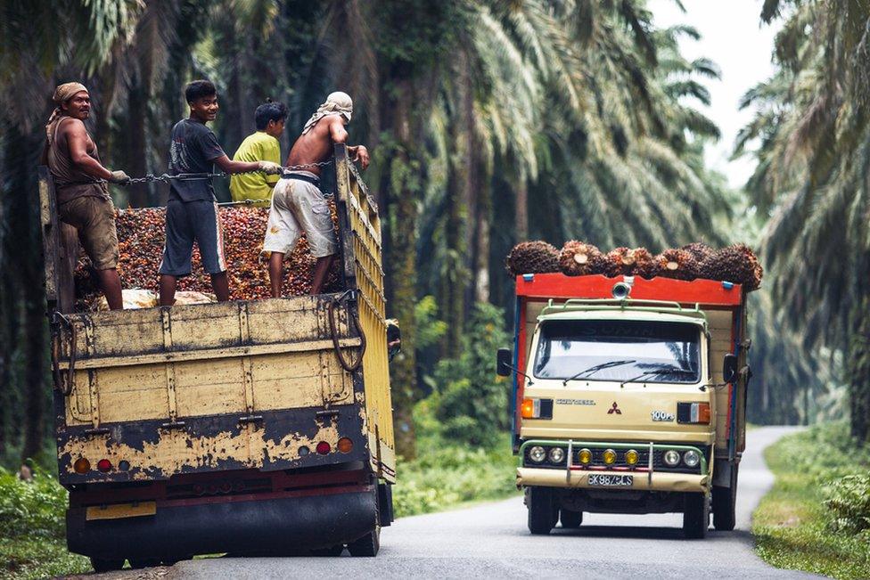 Trucks ferry palm oil fruit to the factories for processing in Sumatra