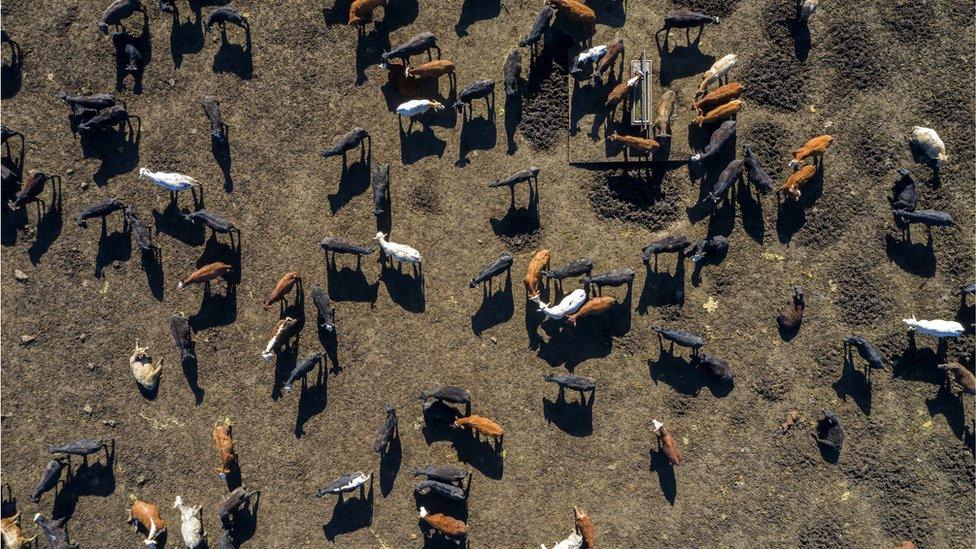 Cows seen from a drone