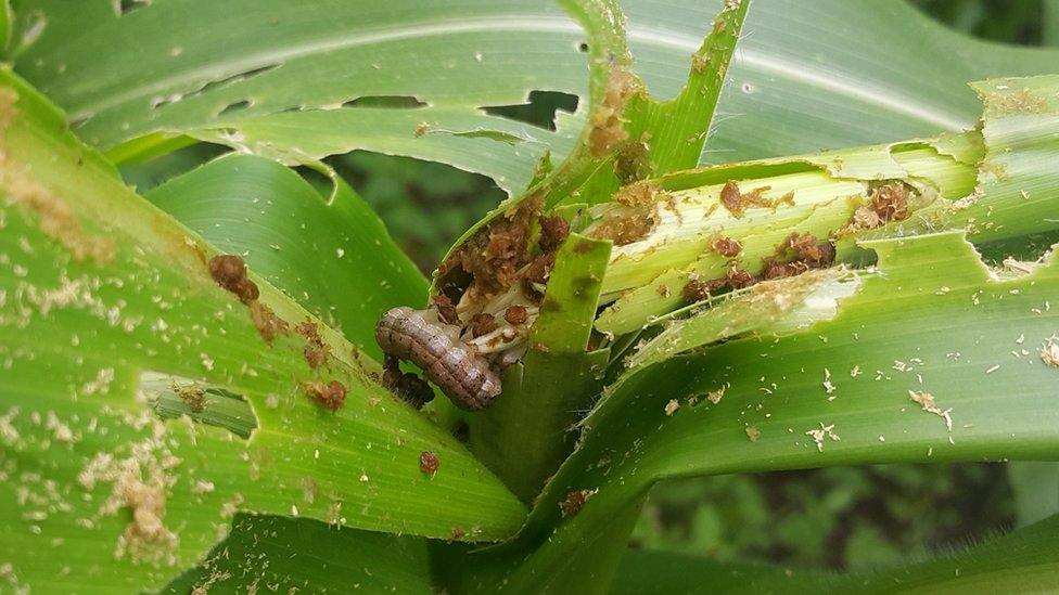 Destroyed maize plant