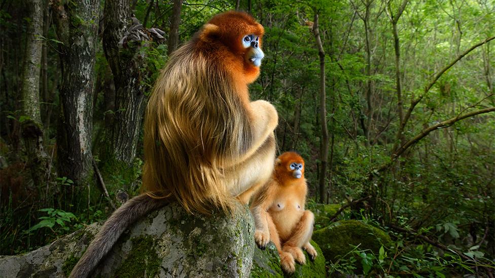 Qinling golden snub-nosed monkeys