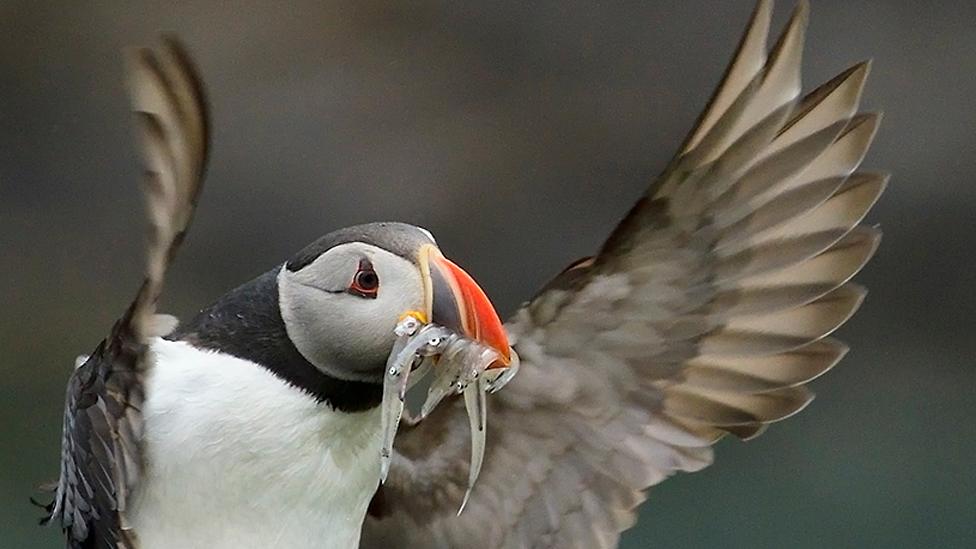 Puffin catching fish