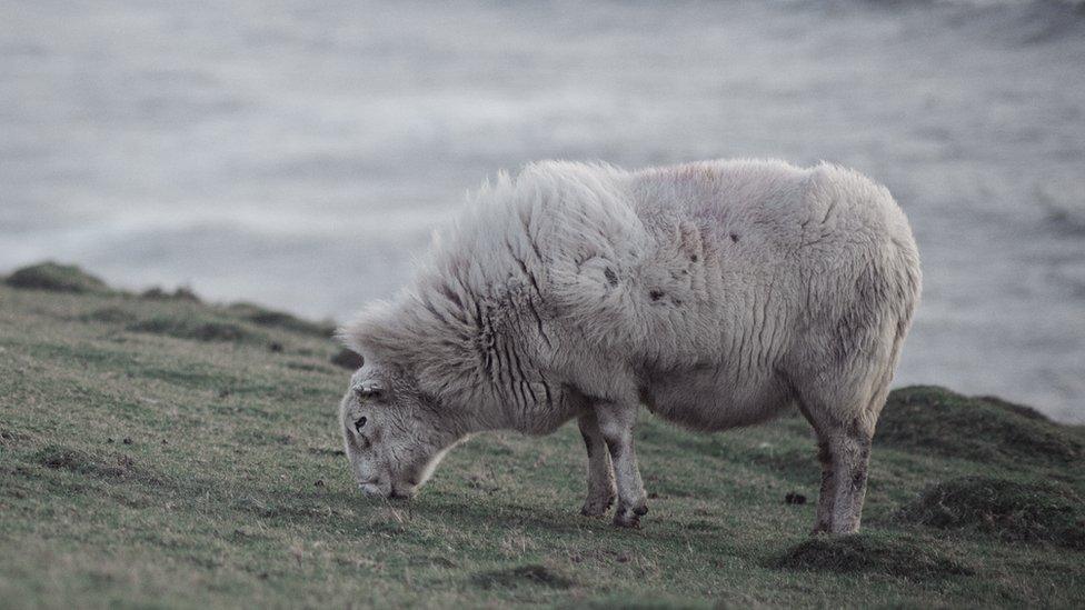 Sheep at Ela Fraczkowska from Cardiff