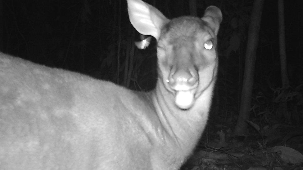 red-brocket-deer.