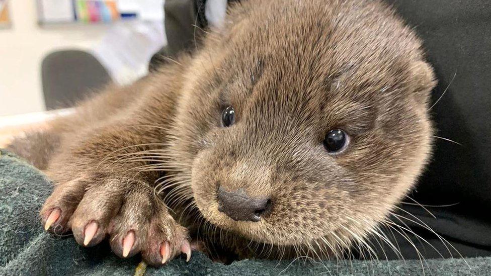 Baby otter