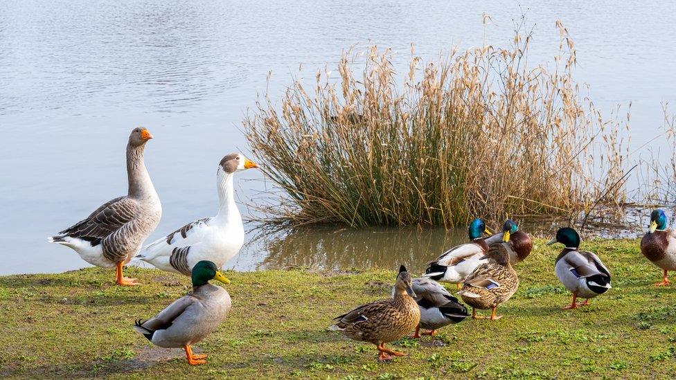 Geese and ducks.