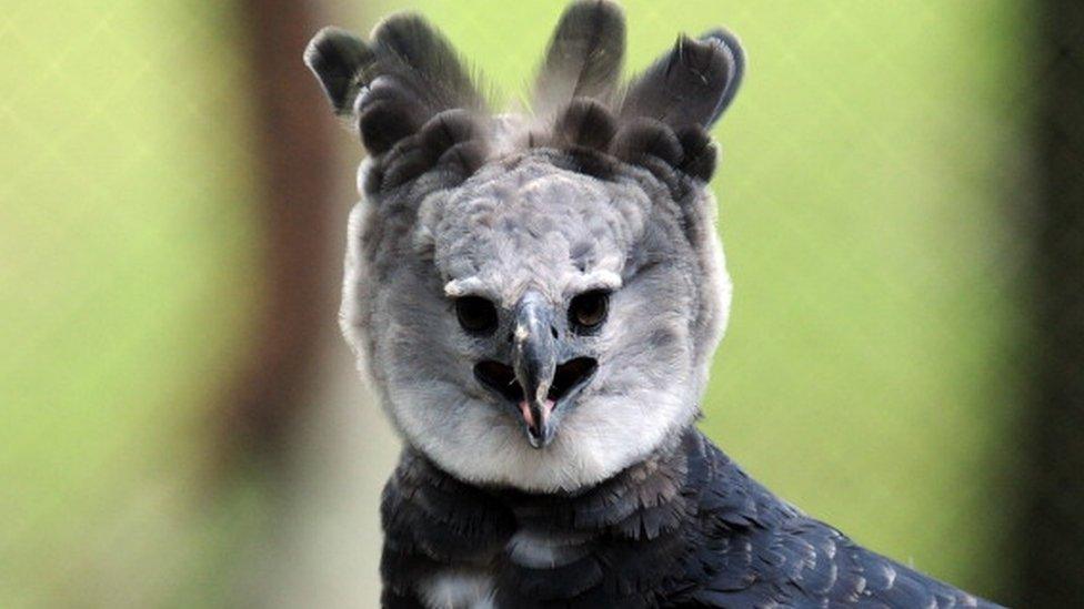 Harpy Eagle (Harpia harpyja) 'Panama', is seen at the Zoo Summit outside Panama City on June 17, 2013.